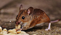 24 Hour & Emergency Exterminators in Reidsville, NC